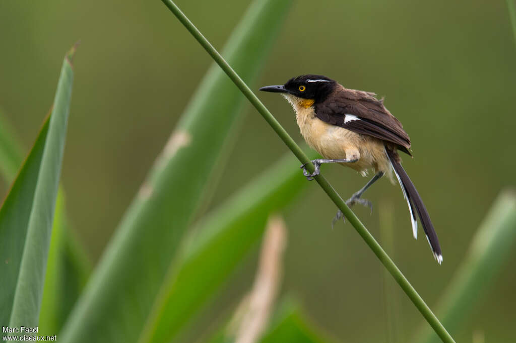 Black-capped Donacobiusadult, identification