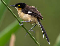 Black-capped Donacobius