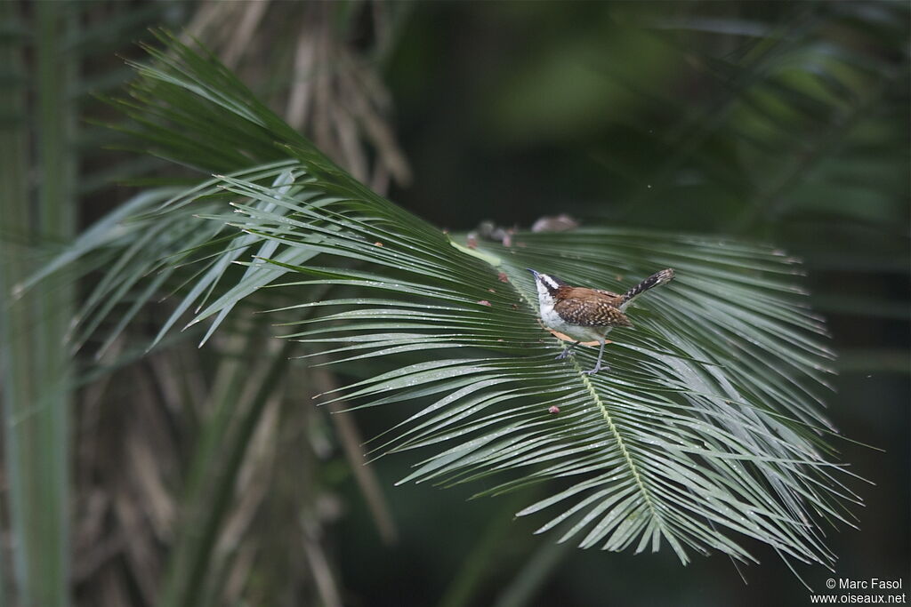 Rufous-naped Wrenadult breeding, identification