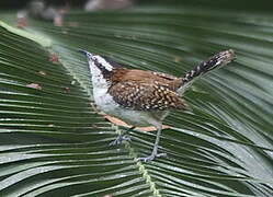 Veracruz Wren