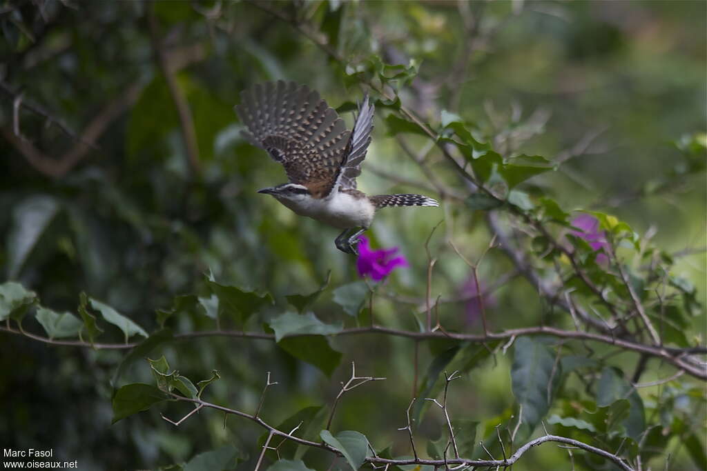 Rufous-naped Wrenadult, Flight