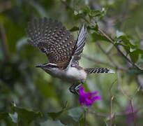 Rufous-naped Wren