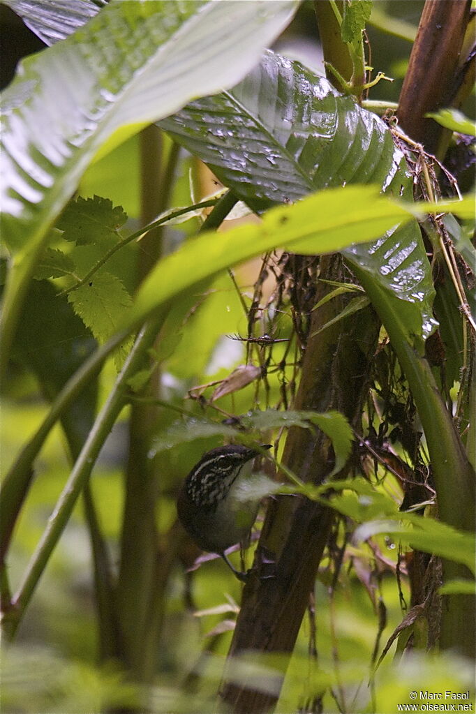 White-breasted Wood Wren, identification, Behaviour