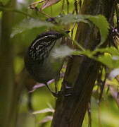 White-breasted Wood Wren