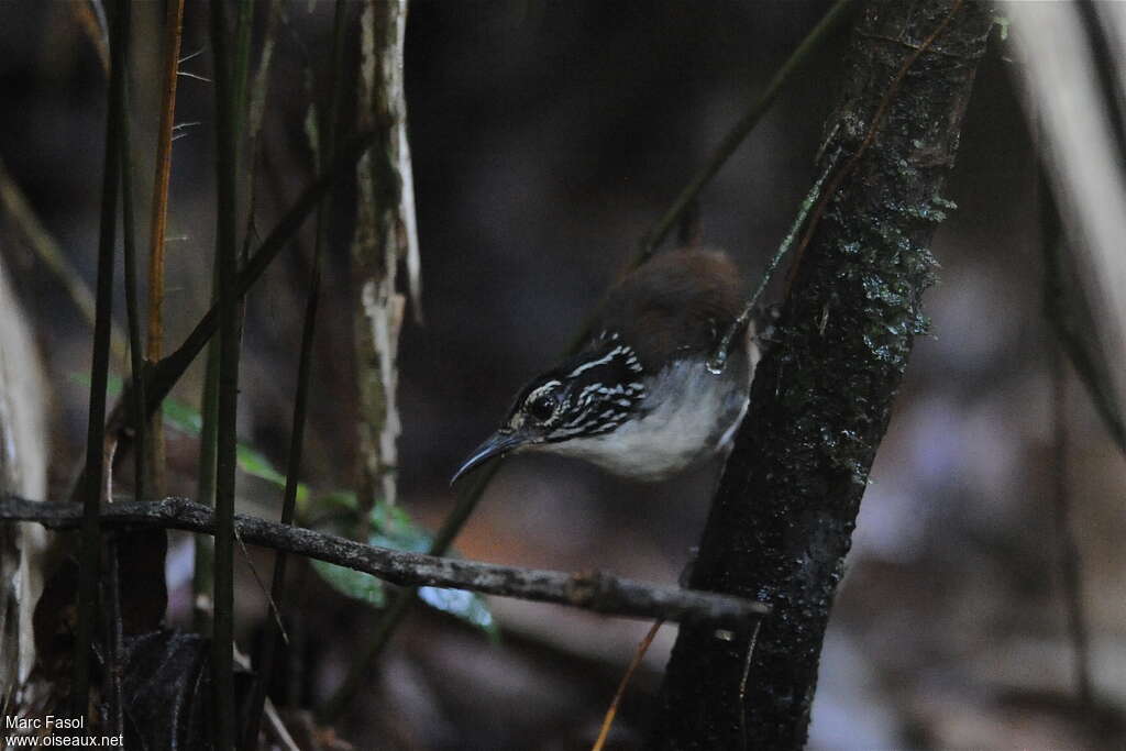 White-breasted Wood Wrenadult, Behaviour