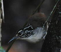 White-breasted Wood Wren