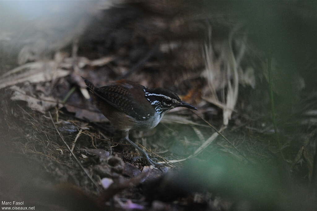 Troglodyte à poitrine blancheadulte, identification, Comportement