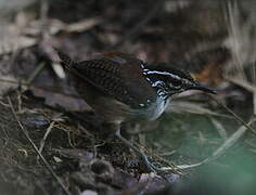 White-breasted Wood Wren