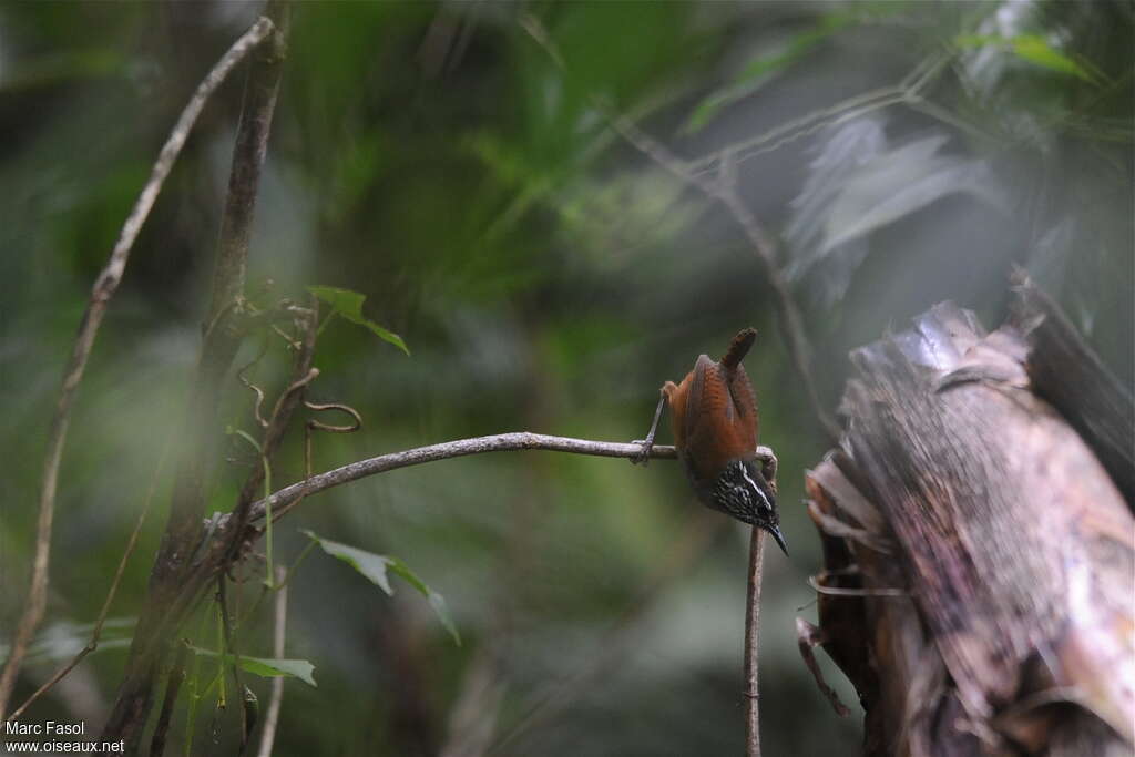 Grey-breasted Wood Wrenadult, pigmentation, Behaviour