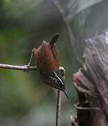 Grey-breasted Wood Wren