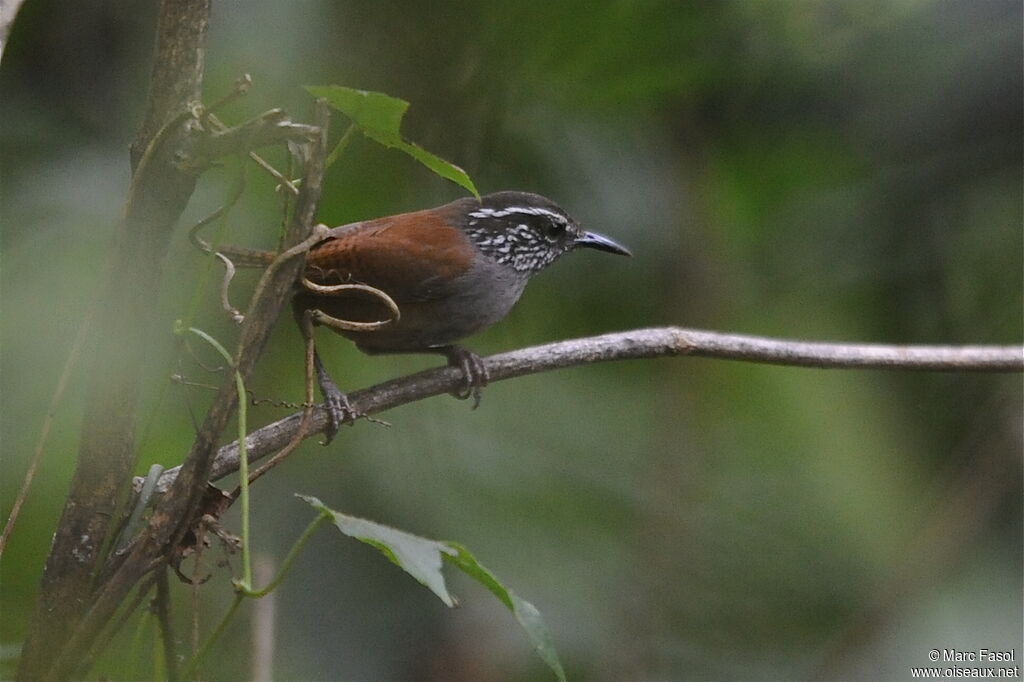 Grey-breasted Wood Wrenadult