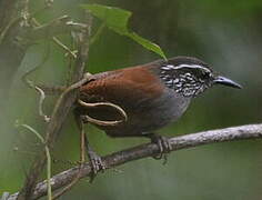 Grey-breasted Wood Wren