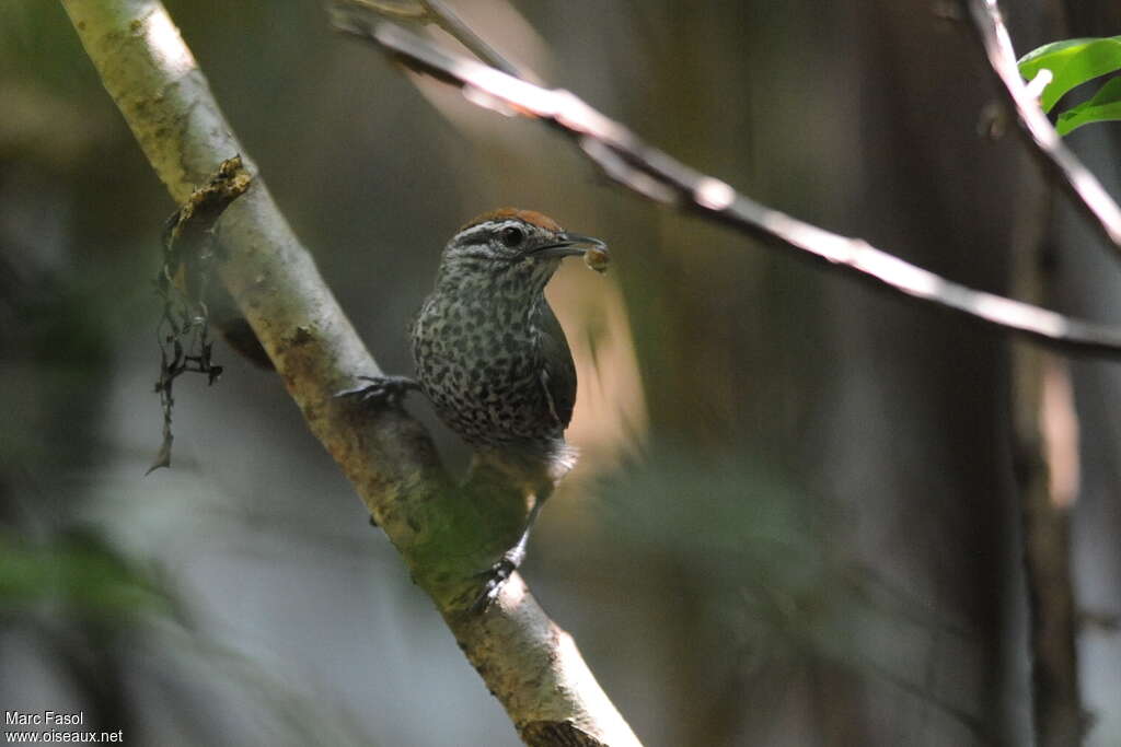 Spot-breasted Wrenadult breeding, identification, feeding habits