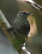 Spot-breasted Wren