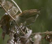 White-bellied Wren