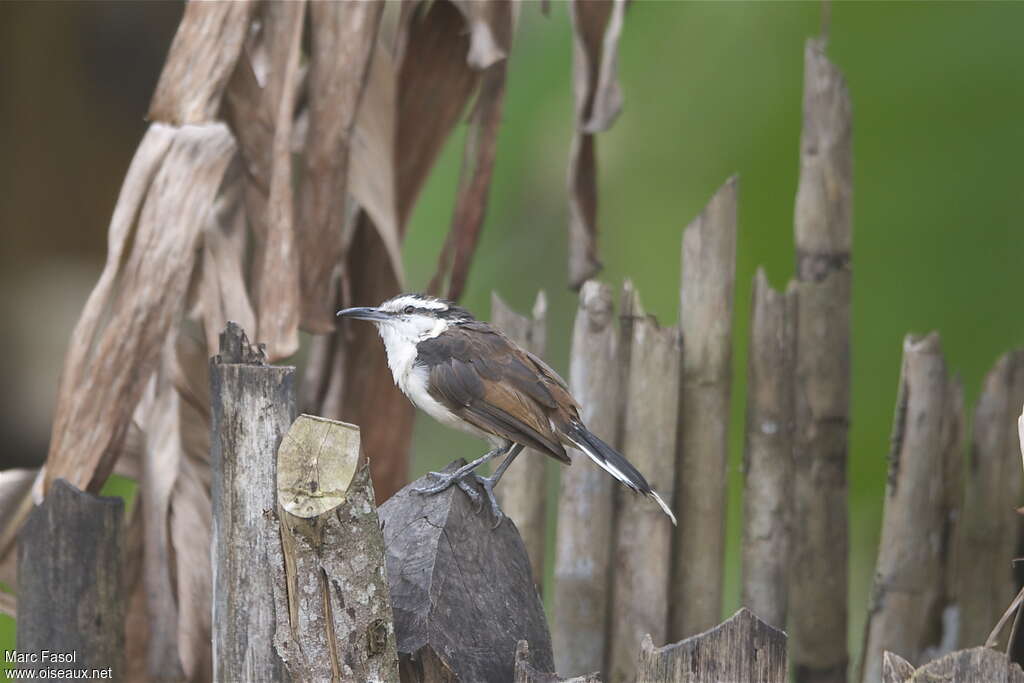 Bicolored Wrenadult, moulting, pigmentation