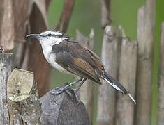 Bicolored Wren