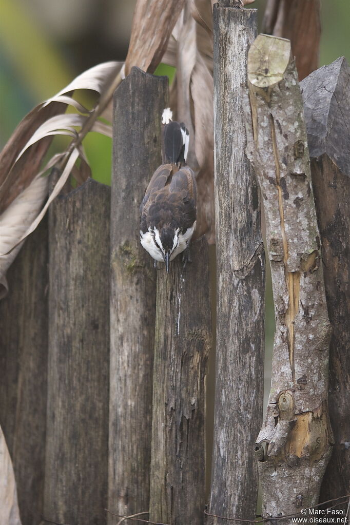 Bicolored Wren, identification, Behaviour