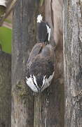 Bicolored Wren