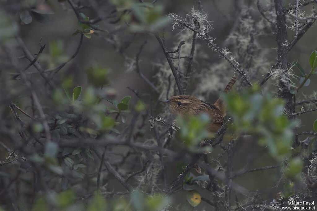 Troglodyte de Lathamadulte, identification, Comportement