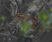 Grass Wren