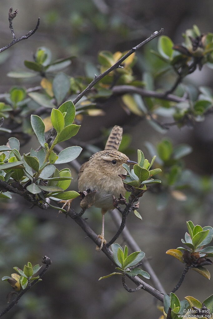 Troglodyte de Lathamadulte, identification, Comportement