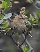 Grass Wren