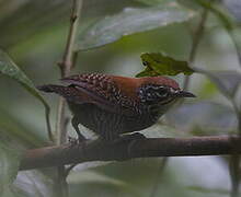 Riverside Wren