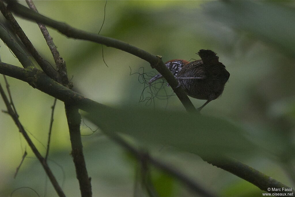 Riverside Wrenadult, identification, Reproduction-nesting, Behaviour