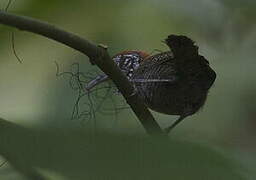 Riverside Wren