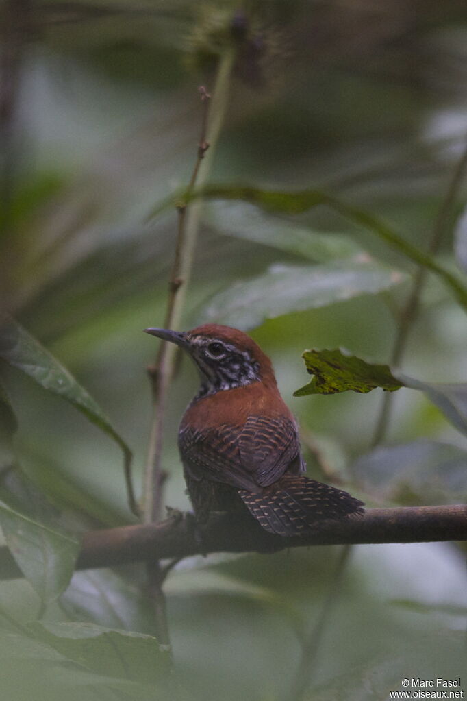 Riverside Wrenadult, identification