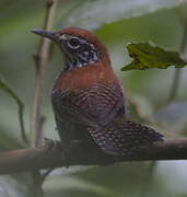 Riverside Wren