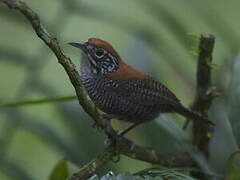 Riverside Wren