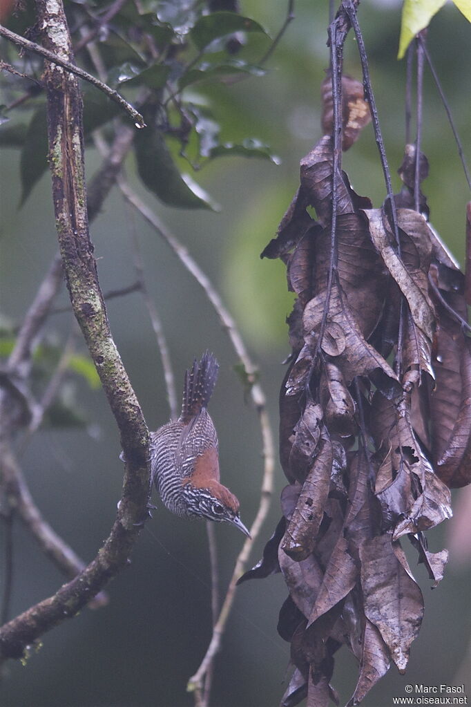 Riverside Wrenadult, identification, feeding habits, Behaviour