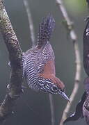 Riverside Wren