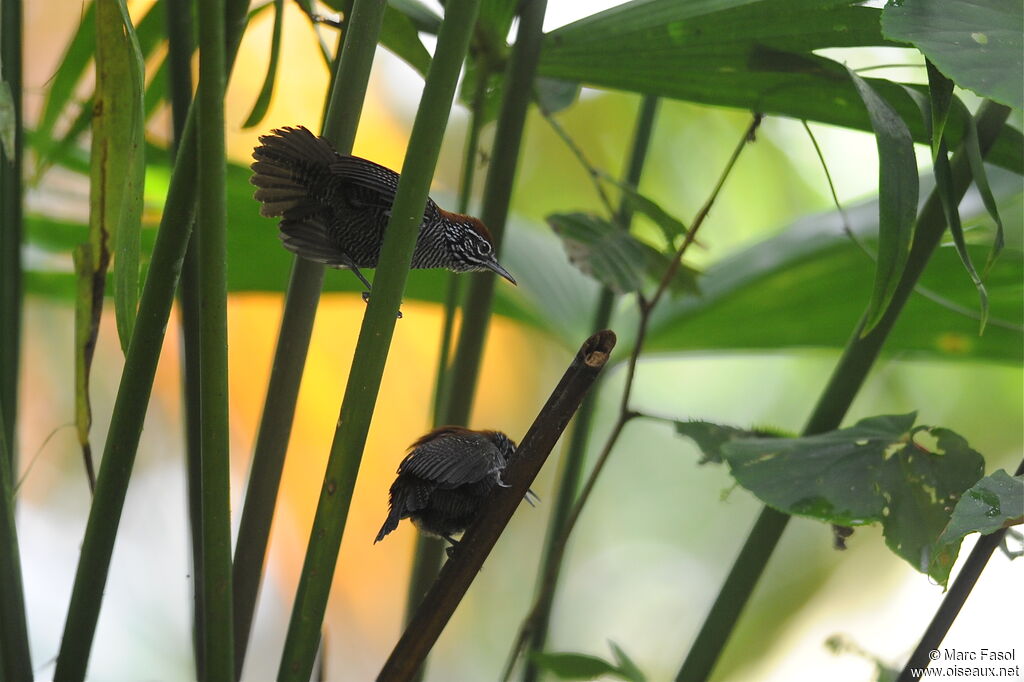 Riverside Wren, identification, Behaviour