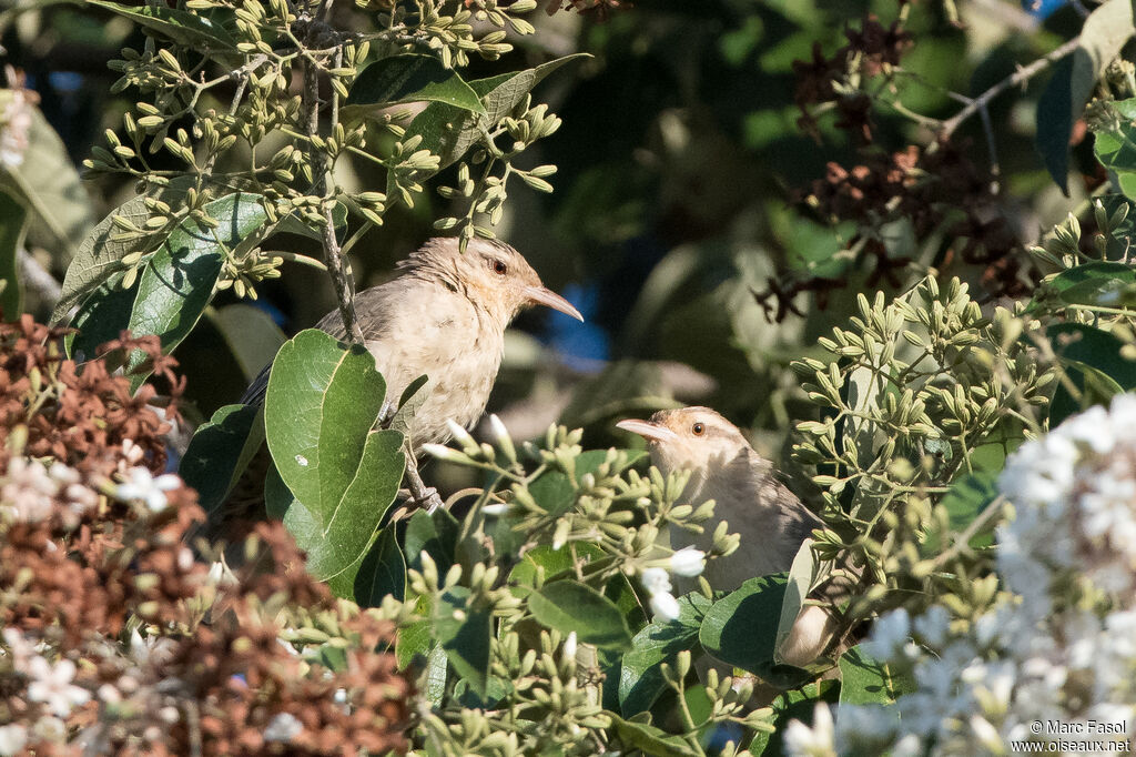 Thrush-like Wrenadult