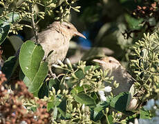 Thrush-like Wren