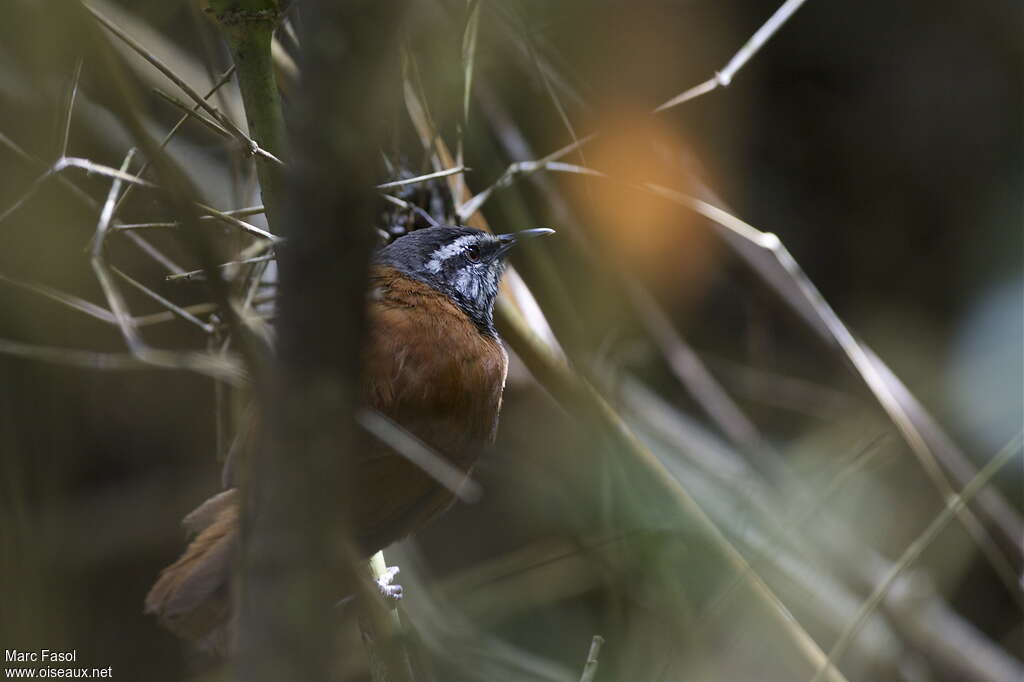 Inca Wrenadult, identification