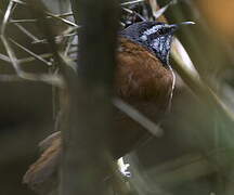 Inca Wren