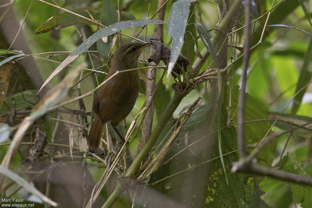 Inca Wrenjuvenile, identification