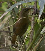 Inca Wren