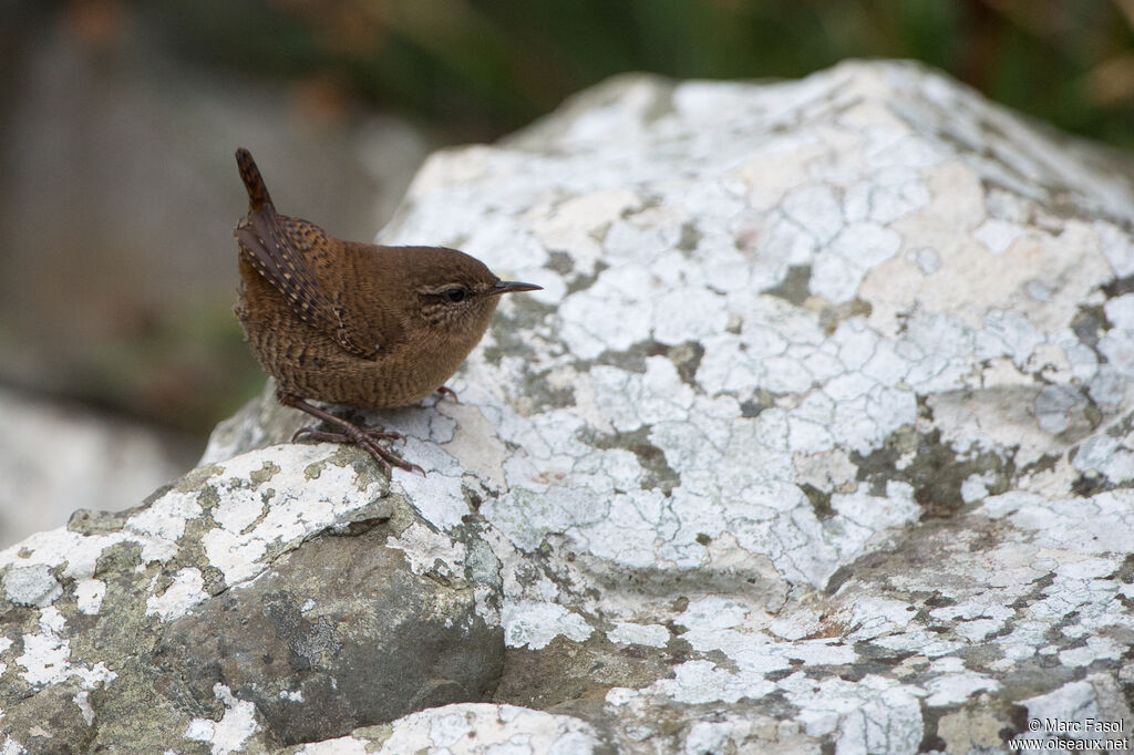 Eurasian Wrenadult, identification