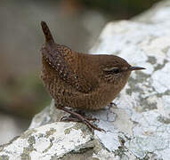 Eurasian Wren