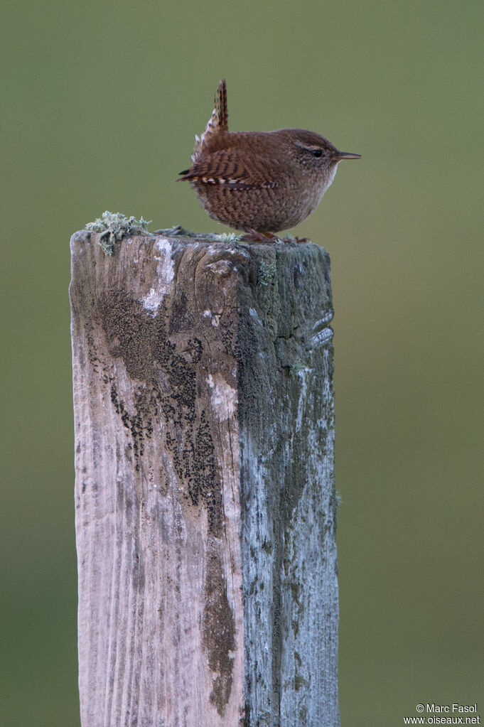 Eurasian Wren