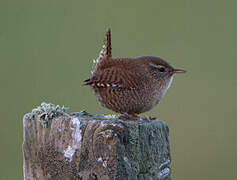 Eurasian Wren