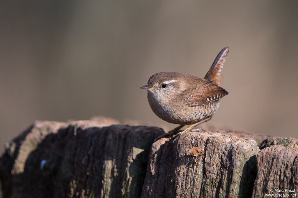 Troglodyte mignon, identification