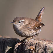 Eurasian Wren