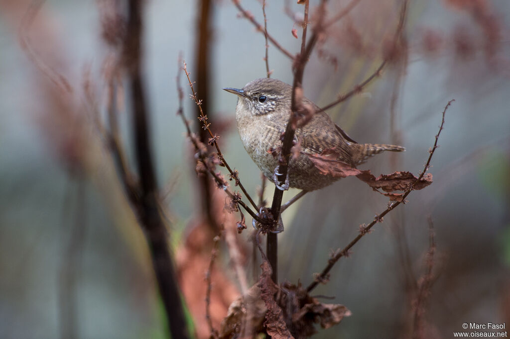 Eurasian Wren