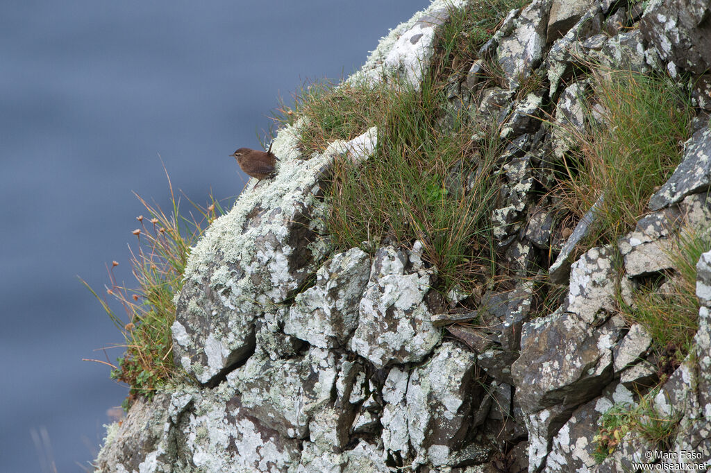 Troglodyte mignon, habitat